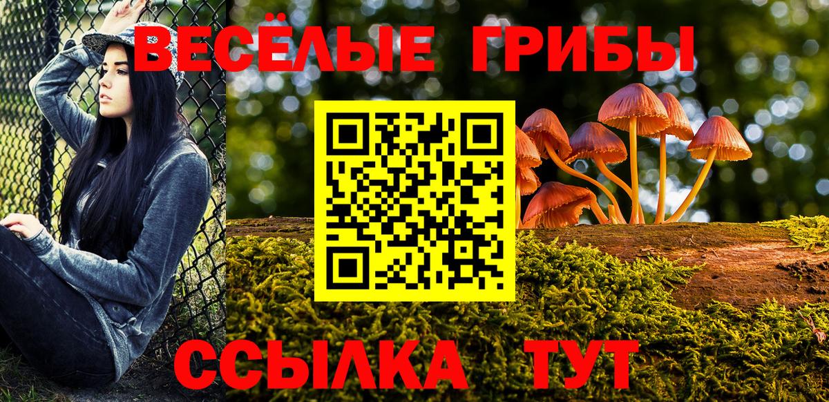 Пугачёв  Галлюциногенные грибы прущие грибы  Вход с VPN  Псилоцибиновые грибы Psilocybine cubensis 